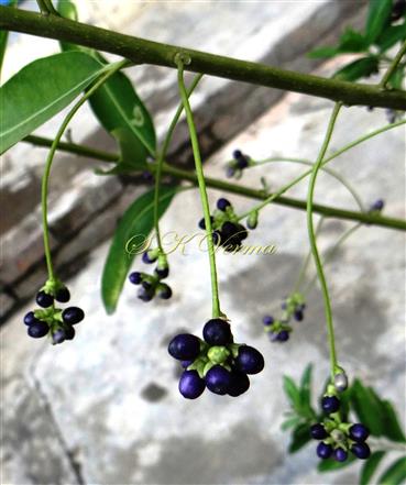  Peduncles bearing fruits